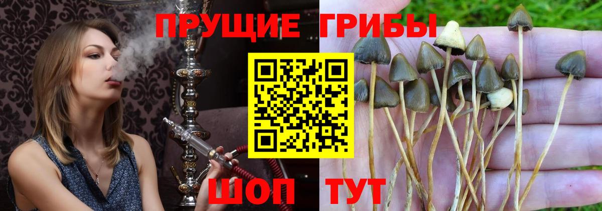 Тобольск  Псилоцибиновые грибы GOLDEN TEACHER  Вход с VPN 